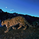 Illustration for article titled Capturing a Snow Leopard Is As Hard As Making One
